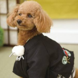 Chinese New Year Dog Clothes FS074