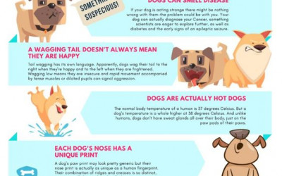 Amazing fun facts about dogs